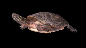 Model 64A - Eastern Painted Turtle - Download Free 3D model by DigitalLife3D