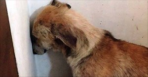 Dog Suffered Such Awful Abuse That She Was Too Terrified To Even Look At Her Rescuers