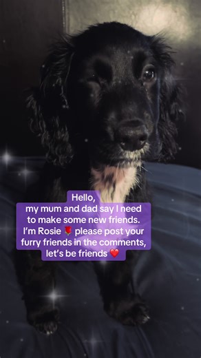 Hi I’m Roise a 14 week old Sprocker. Please add me 🐶 🌹 #sprocker #sprockerspaniel #sprockerspanielsoftiktok #dogsoftiktokviral🐶🦮 #Rosiesworld🌹