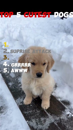 Top 5 Cutest Dogs#cutedog #dog #funny #pets #ranking