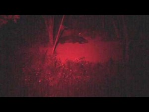 bow hunting hogs at night with the Mini-Sniper Light