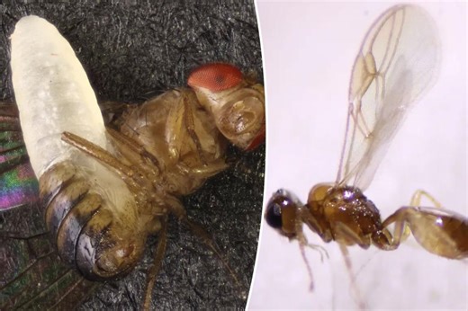 New species of ‘horror’ wasp discovered in the US: ‘We didn’t think it was real,’ scientists admit