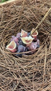 74K views · 803 reactions | Special Meal Time: Weaver Ant Larvae for the Little Ones.. | Jejak Manok | Facebook
