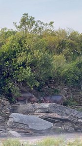 3.1K views · 60 reactions | A fierce battle for dominance between these two giant hippo bulls. For hippos, it's not a joke, fights are extremely fierce and even fatal sometimes. There lethal teeth can slice huge sums of flesh off there bodies! Fortunately, the wounds can heal fast in water, but some can succumb to the injuries 鍊鍊 #africansafari #boatsafari #hippos #hippo #hippopotamus #wildlife #river #marine #adventures | Wildfriends Africa | Facebook