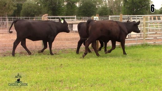 Lot 6: Chessie Creek Farm - Chessie Creek Bred Heifer Sale