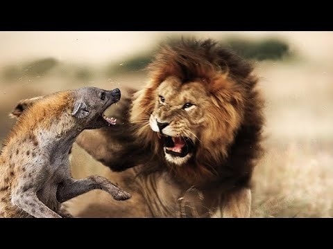 Felinos Salvajes | Documental completo en español Animal Planet HD 4K