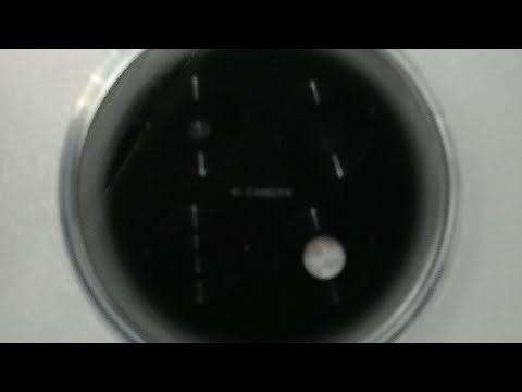 Monkey puzzle IQ test 1 live #games #global