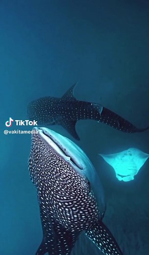 Le majestueux requin baleine 🌊 Présent dans les océans tropicaux, le requin baleine est le plus imposant de tous les requins. Grâce à ses branchies, il peut filtrer jusqu’à 6000 litres d’eau par jour ! 📸 @sideytheshark