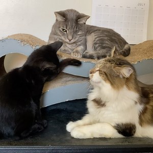 192K views · 566 reactions | Our resident cat Mani is teaching Salem...