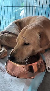 SK has been doing better after having been given phenobarbital as part of his medication. No seizures have been noted since then. Hopefully, SK will be able to recover as we treat his high creatinine level. Please help us with SK's prescription maintenance diet. Royal Canin Renal (https://s.shopee.ph/9f9Nm2Z5i1). | Pet Avenue