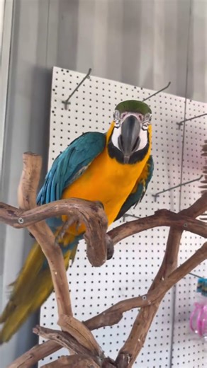 Spending a little time with this blue-and-yellow macaw 🦜 in the flea market here in Florida #shorts