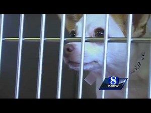 Pooches eating pot an increasing problem, veterinarians say