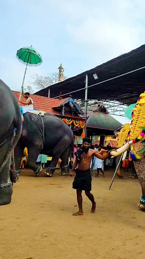 21K views · 374 reactions | kunnathur ramu elephant video | Aamees Life and travel | Facebook