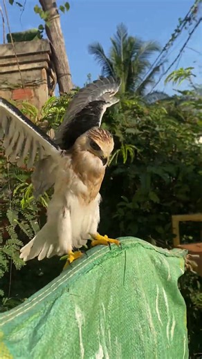 Training to fly #falcon #birds #eagles