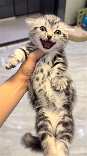 Mind-Blowing Lung Power in a Domestic Short Hair