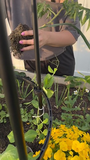 🔊Sound on We started planting our summer garden. Already?! YUP Our Spring garden is still thriving, but it still needs time before we harvest from it. Following our planting plan, we were able to successfully interplant some of our summer crops with our Spring crops. You don’t have to wait for one season to end to begin another. Both can exist at once ❤️ #kitchengarden #delawaregarden #gardencoach #gardenconsultant #organicgarden #raisedbedgarden #intensiveplanting #companionplanting #plantingp