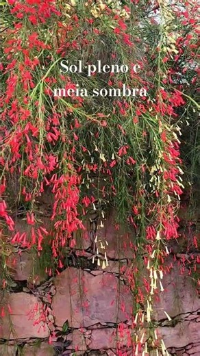 Russelia solução para muros e floreiras #jardins #plantas #jardinagem #paisagismo #gardening #garden