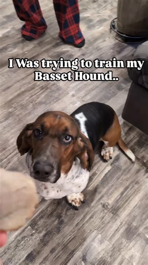 Blue and Carlos Bassets on Instagram: "I was trying to train my basset hound to be a good boy… but he saw meat and made his own decision. 🐶🍖 If you ever wonder.... Basset hounds are super stubborn but absolutely hilarious and this is living proof. Still a good boy though. Always. 🐾😂 #BassetHound #dogsofinstagram #GoodBoy"