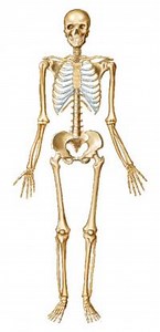 Skeleton