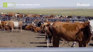 339 reactions · 30 shares | Primeat Educational Series: Үхэр тэжээх...
