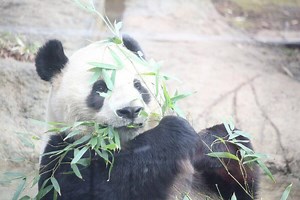 【写真付き】絶対外せない！上野動物園のおすすめ動物7選（マヌルネコ含む） | 人生に意味などなくても