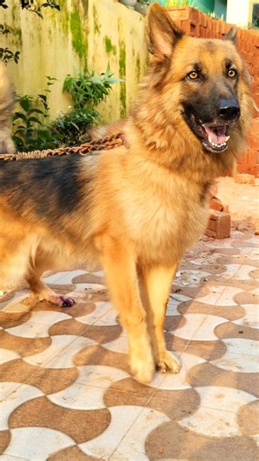 Big Dog Barking Sound animal voice sound dog barking #dogvideos #dogsound #shorts #germanshepherd