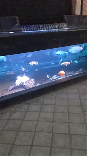 mega tank ikan predator