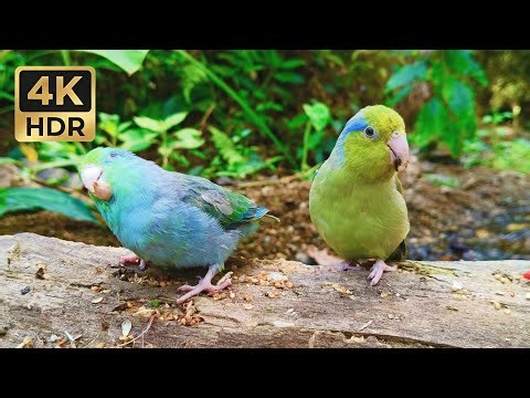 Real-Time Parrotlet Birdhouse: Peaceful Chirping & Nature Ambience