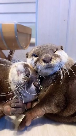 Adorable Otters Cuddling Compilation