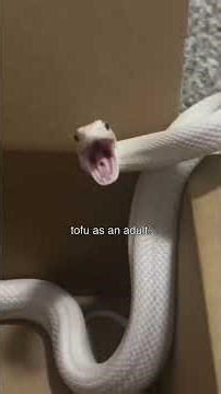 my snakes as babies vs adults. wow, so glad everyone grew up so normal! #pets #animals #snake #silly