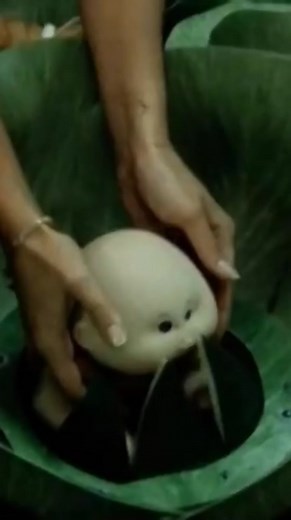 1984 cabbage patch kids 'birthed' #cabbagepatchkids #viralvintage #his...