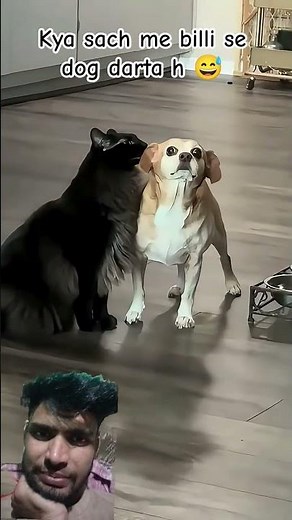 Funny Dogs Afraid of Cats 😱 | Hilarious Reactions