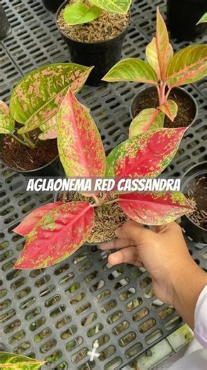 Aglaonema Red Cassandra🥰 #aglaonemalokal #tanamankekinian #tanamanhias #plants #plantlover #garden