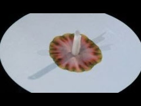 Trennverfahren - Schulfilm Chemie