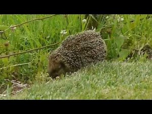HEDGEHOG WALKS