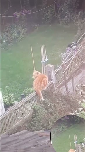 Magpie attack cat#Magpie#Cat#Bird#shorts