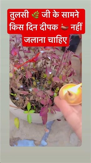 Know on which day we should not light a lamp in front of Tulsi ji.