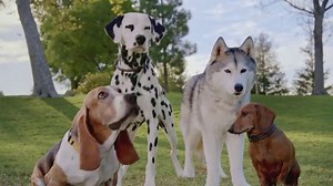 K9 Advantix II TV Spot, 'Go Get It'