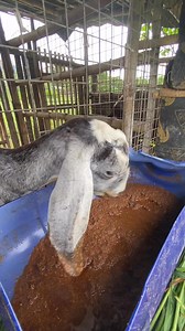 6.8K views · 65 reactions | PANDA bagong alaga ko #noanimalswereharmedinthisvideo #goatfarming #LEGITTRANSPORTER | Herald Vinculado Balbin | Facebook