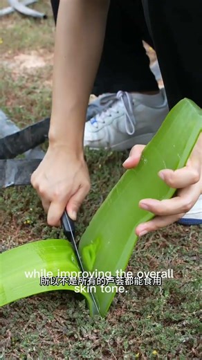 Amazing!! aloe vera cutting skill Ep_40!! #naturebd1m #aloevera #skincareproduct