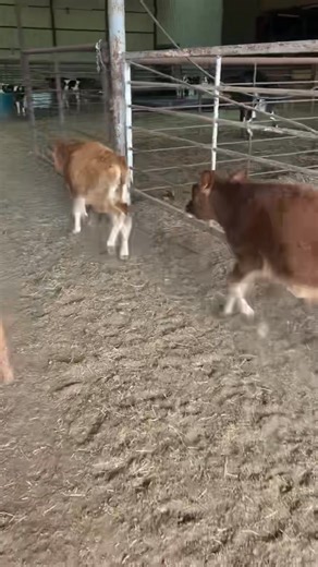 10K views · 64 reactions | 10 hd of fresh jersey roping calves (all strs).. the set will avg 180 lbs.. vaccinated and weaned, ready to rope today Junior roping calf deluxe $800/hd Located in Decatur Tx For more information 1-940-210-0993 | Bar T Cattle Company and Livestock Exchange | Facebook