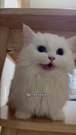 When your cat has a suggestion for you😂 #shorts #cat #funny