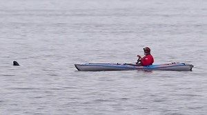 80K views · 212 reactions | A massive killer whale swims within inches of a kayaker in what could have been a dangerous encounter in Norway  | Tollymore National Outdoor Centre | Facebook