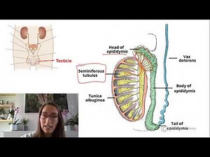 Human reproduction (Spermatogenesis) A level Biology
