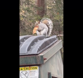 Chunky squirrel eating pizza