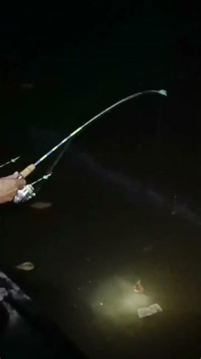 Pertarunga dengan Galah moster #mentaya #udanggalahmonster #capitbiru #galah #udanggalahbesar