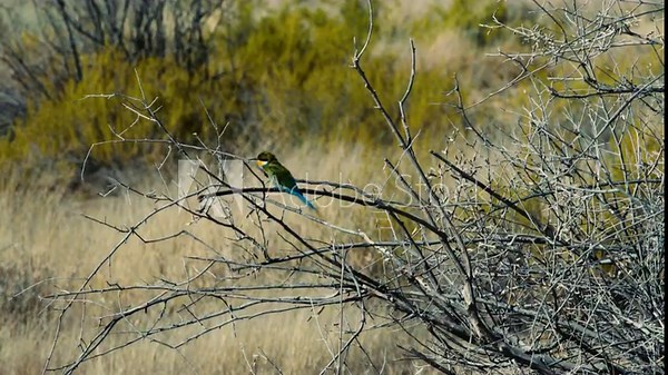 Swallow-tailed bee-eater at a twig with grassland and green bushes in background. A second bee-eater approaches and lands next to the first bird.