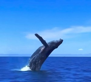 1.1K views | WHALE WATCHING TOUR One of the best tours in...