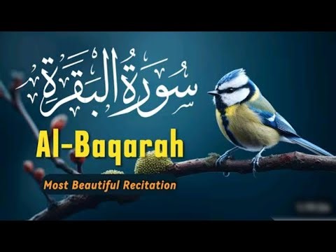 Quran Live Tilawat | Heart Touching Quran Recitation | Live on YouTube