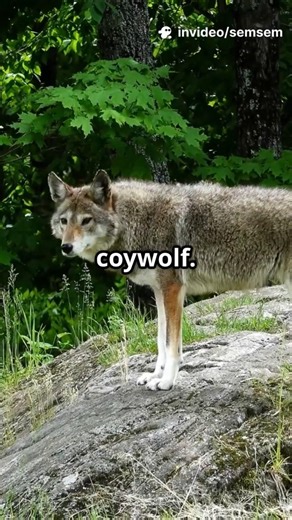 Coywolf: Wolf or Coyote?..#shorts